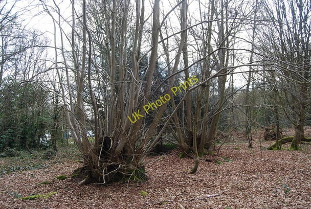 Photo 6"x4" Coppiced trees, Tunbridge Wells Common Royal Tunbridge Wells c2010