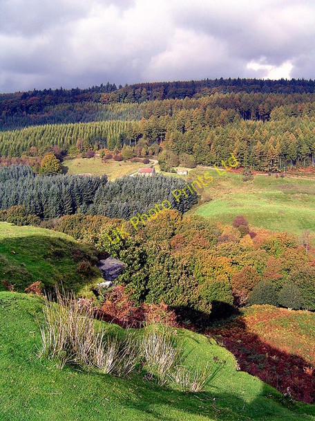 Photo 6"x4" Cropton Forest Stape c2004