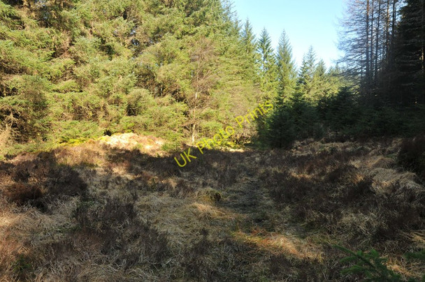 Photo 6"x4" Overgrown path in Glen Righ forest North Ballachulish c2010