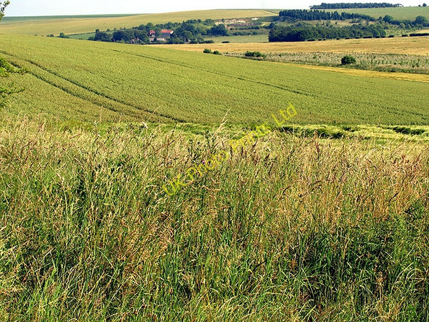 Photo 6"x4" Barley Fields near Upper Lambourn Upper Lambourn c2005