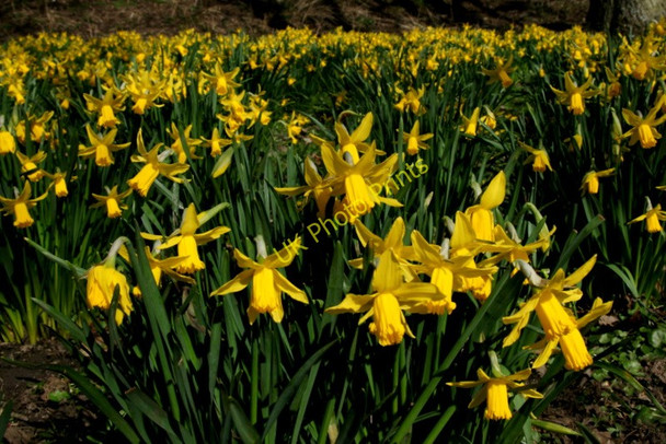 Photo 6"x4" Daffodils, Davie Park, Rattray Blairgowrie c2010