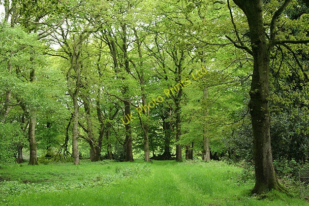 Photo 6"x4" Churchstanton: Ringdown Nature Reserve Burnworthy c2006