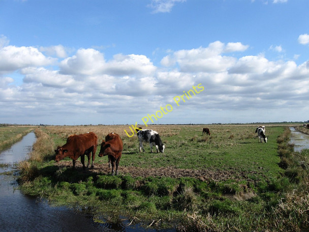 Photo 6"x4" Further Marsh Hailsham c2010