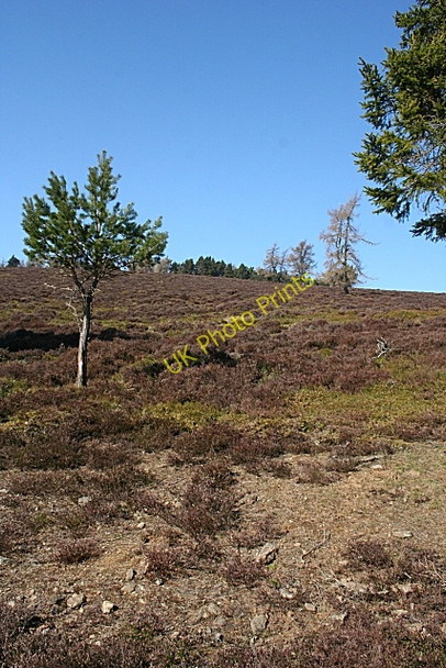 Photo 6"x4" Roman Hill Kildrummy c2010
