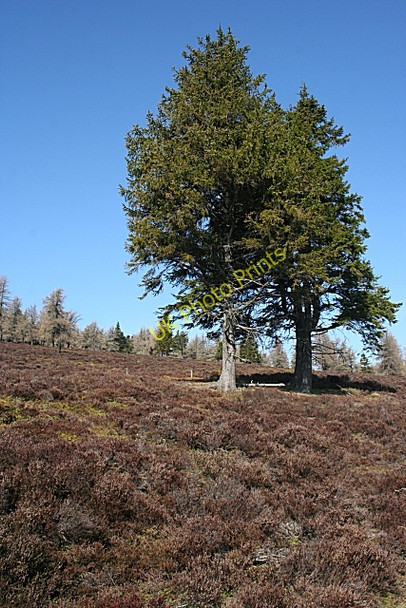 Photo 6"x4" On Roman Hill Broom Hill\/NJ4318 c2010