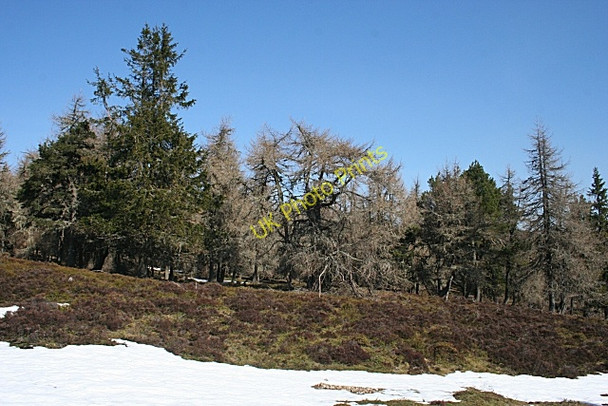Photo 6"x4" Conifer Woodland Broom Hill\/NJ4318 c2010