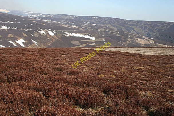 Photo 6"x4" Heather Moor Earlseat Hill c2010