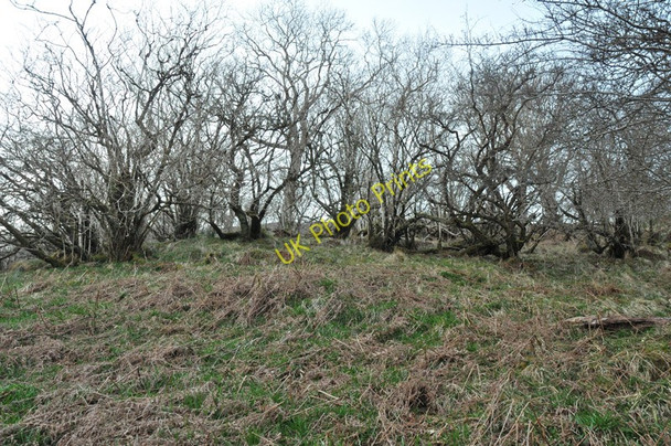 Photo 6"x4" Steep partially wooded slope in Glen Creran Fasnacloich c2010