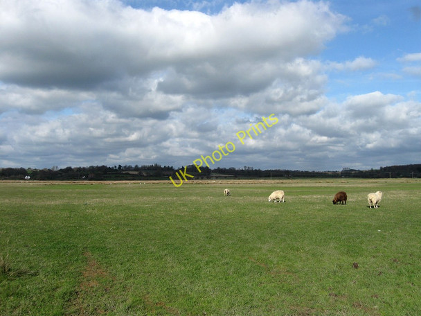 Photo 6"x4" Nine Acres Golden Cross\/TQ6310 c2010