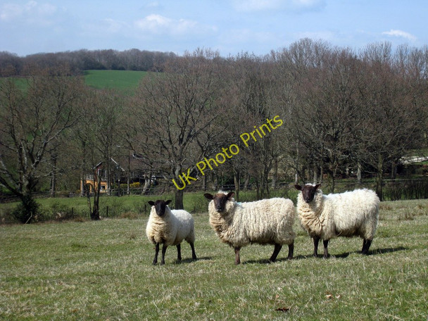Photo 6"x4" Sheep near Long Gill Heathfield\/TQ5630 c2010