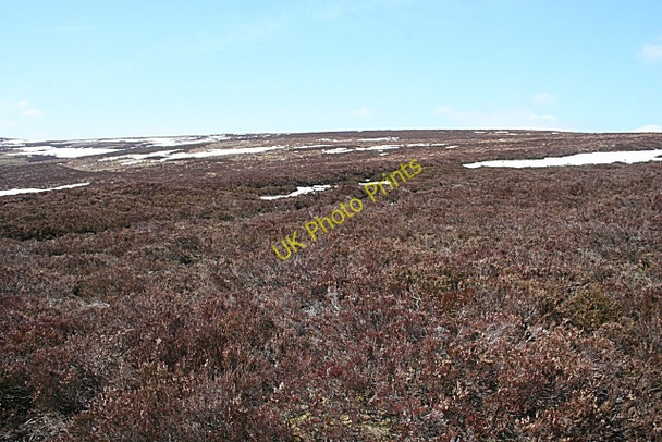 Photo 6"x4" Heather Moor Dun Mount c2010