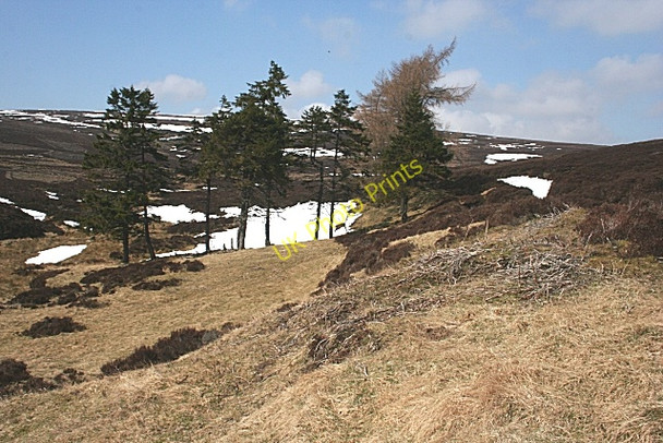 Photo 6"x4" Shelter Belt Glenlaff Hill c2010