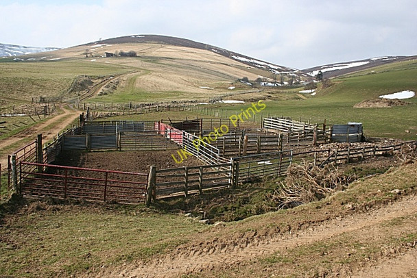 Photo 6"x4" Sheep Pens Rinmore c2010