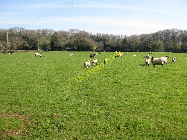 Photo 6"x4" Footpath through sheep pasture, Gorsley Gorsley Common c2010