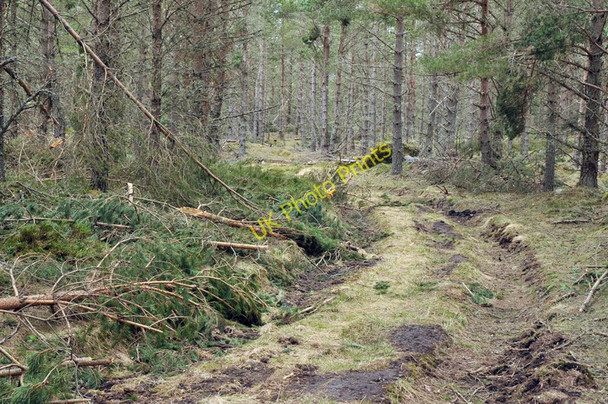 Photo 6"x4" Forest track in Tom an Uird wood Cromdale c2010