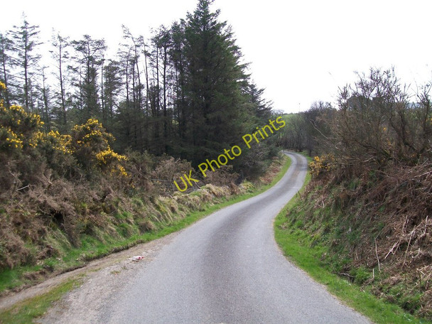 Photo 6"x4" Woodland block north of Efail Pensarn Llangybi\/SH4241 c2010