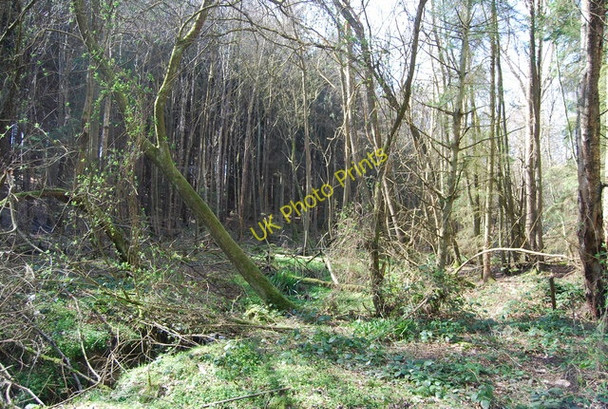 Photo 6"x4" Wooded stream, Angley Wood Flishinghurst c2010