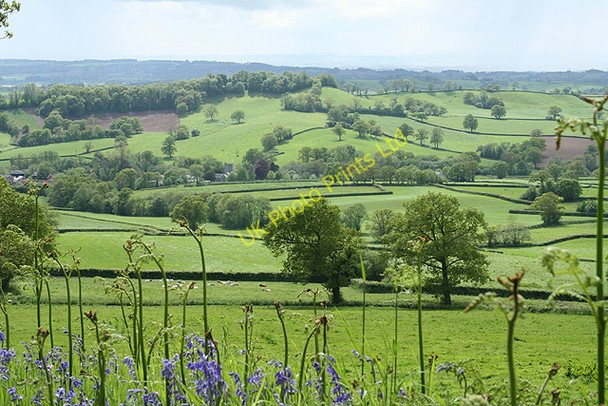 Photo 6"x4" Awliscombe: towards the village Honiton\/ST1600 c2006