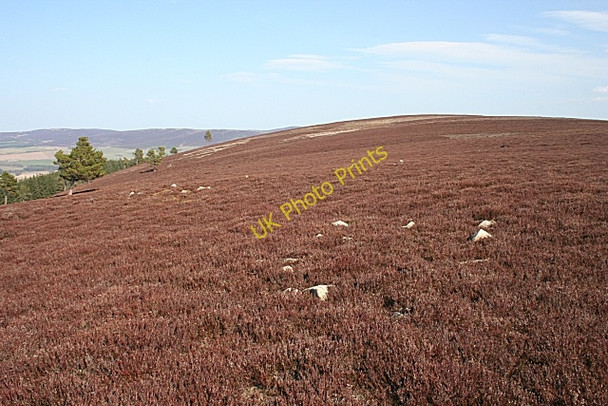 Photo 6"x4" Hill of Wester Clova Kildrummy c2010