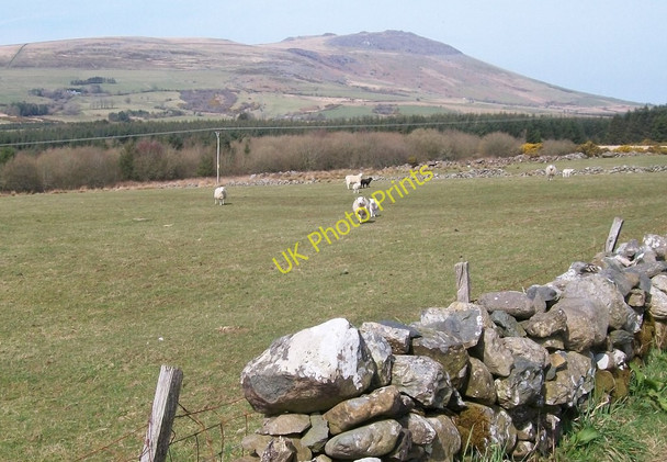Photo 6"x4" Sheep pastures and forest west of the Bwlch Derwin road Bwlch-derwin c2010