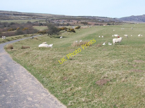 Photo 6"x4" Sheep pastures alongside the unfenced section of the Mynachdy Gwyn lane Bwlch-derwin c2010