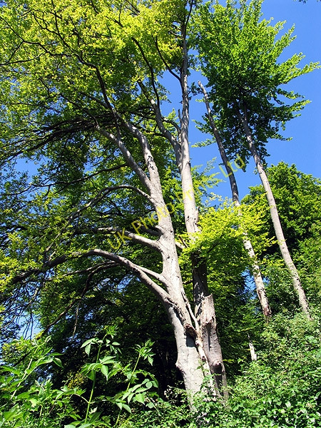 Photo 6"x4" Tree on the Thames Path: Whitchurch-on-Thames Lower Basildon c2005