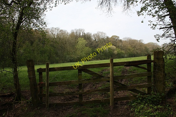 Photo 6"x4" The Thistles Hardwick Green c2010