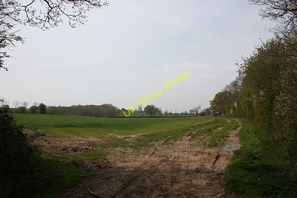 Photo 6"x4" The edge of The Thistles Hardwick Green c2010