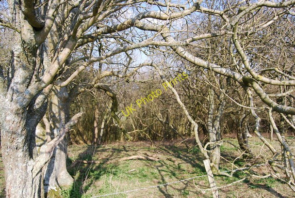 Photo 6"x4" Woodland by The South Downs Way, Holt Brow Jevington c2010
