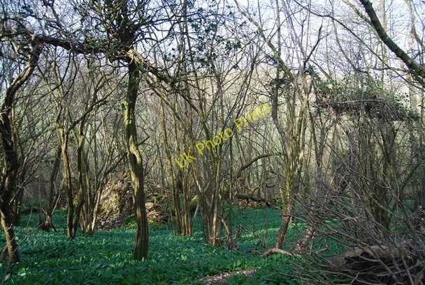Photo 6"x4" Woodland, Jevington Holt Jevington c2010