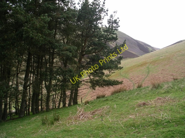 Photo 6"x4" Plantation, Gill Burn Williamslee c2006