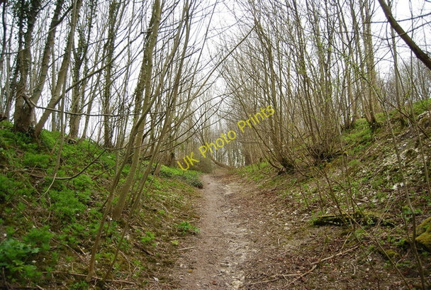 Photo 6"x4" Path in Firle Plantation West Firle c2010