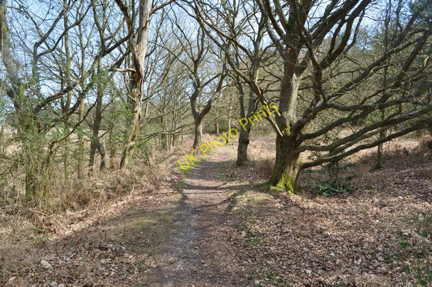 Photo 6"x4" Southwold Railway Trackbed Blythburgh c2010