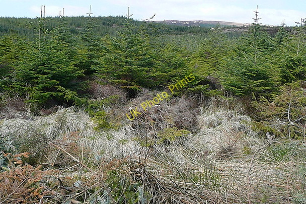 Photo 6"x4" Forestry south of Slievecallan Connolly c2010