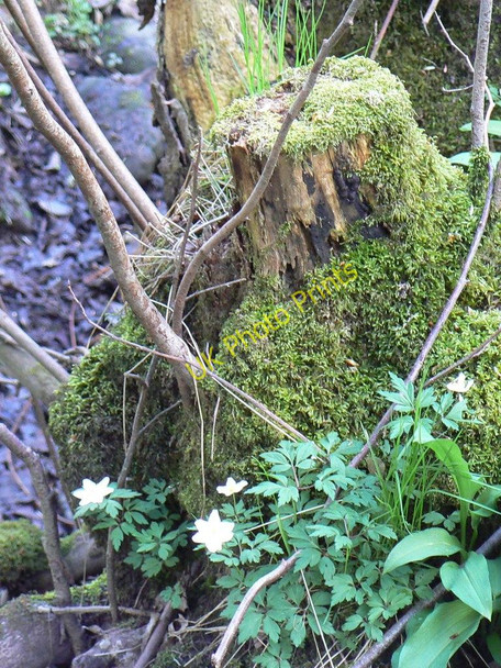 Photo 6"x4" Mossy tree stump Blairgowrie c2010