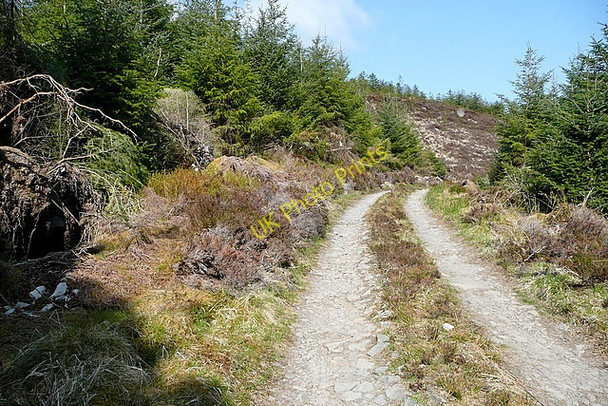 Photo 6"x4" Forest road in Knockalassa forest Connolly c2010