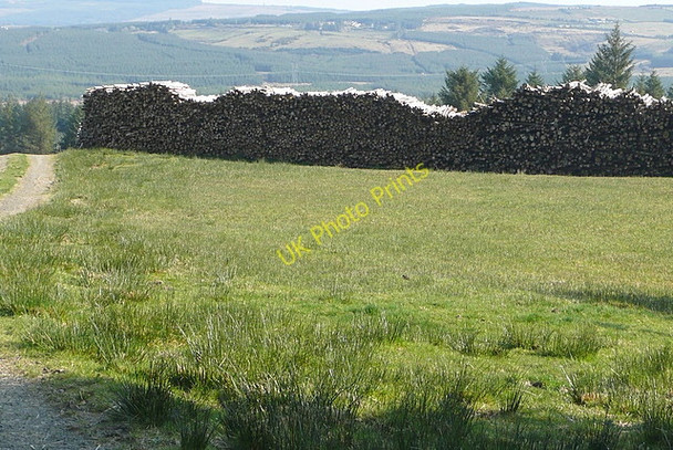Photo 6"x4" Estate woodpile Connolly c2010