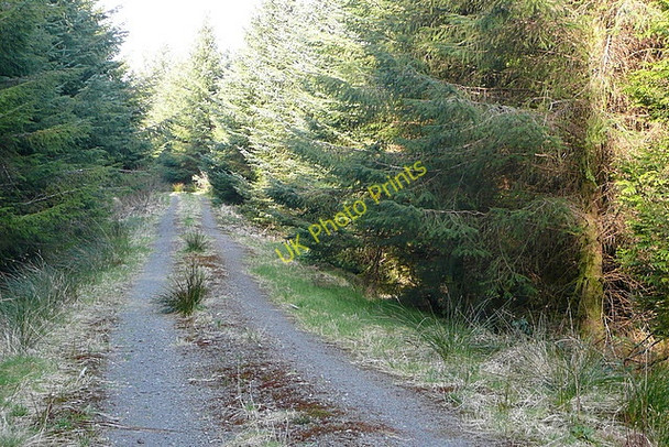 Photo 6"x4" Track in the forest Connolly c2010