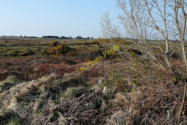 Photo 6"x4" Scrubland at Slievealoughaun Connolly c2010