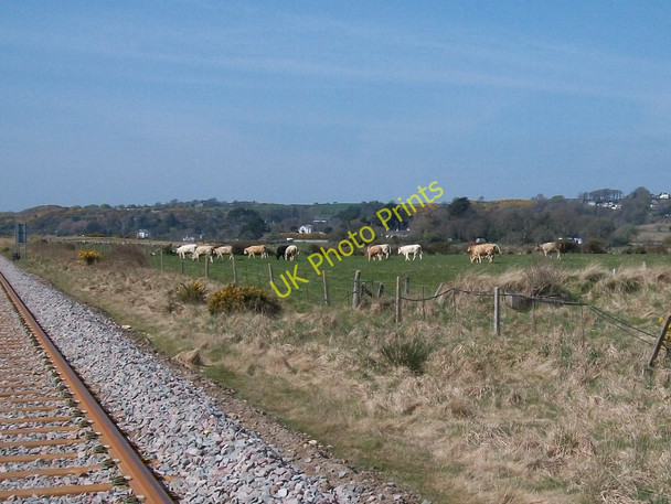 Photo 6"x4" Cattle on the flats north of the Cambrian Coast railway line Pwllheli c2010