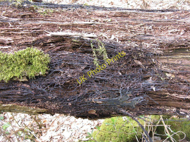 Photo 6"x4" Rhizomorphs of honey fungus Westfield\/NS9372 c2010