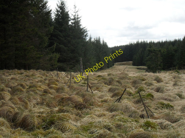 Photo 6"x4" Fence in the forest Old Johnstone c2010