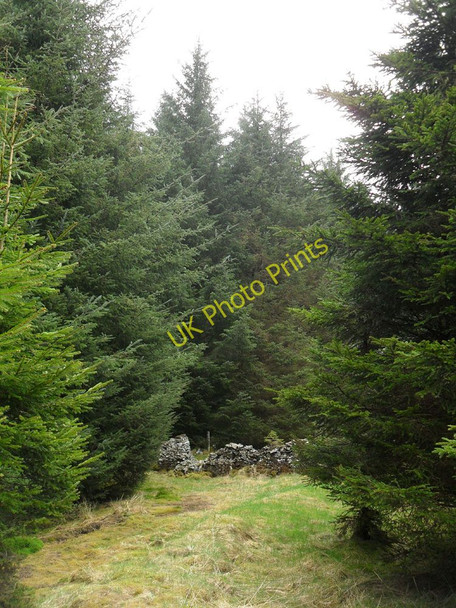 Photo 6"x4" Sheep pen in the forest near Eskdalemuir Old Johnstone c2010