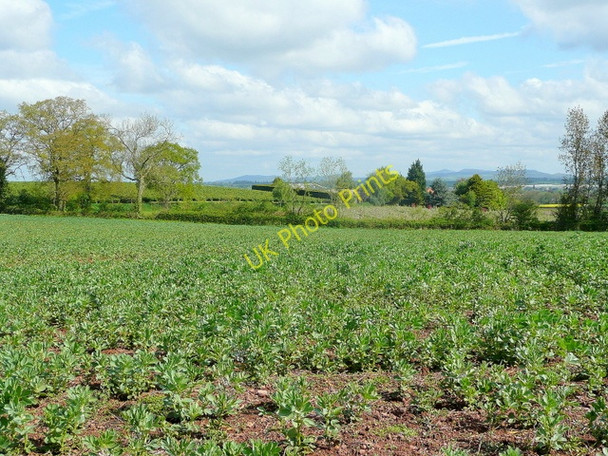 Photo 6"x4" View north-east from Stallion Hill Anthony's Cross c2010