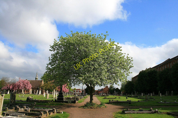 Photo 6"x4" Whitebeam in Long Eaton Cemetery Long Eaton c2010