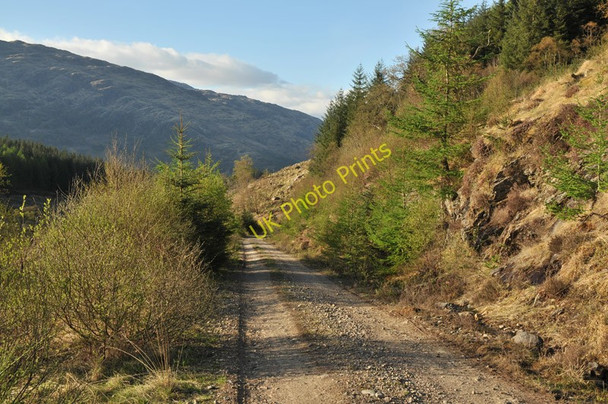 Photo 6"x4" Forestry road near Inverawe Corfhouse c2010