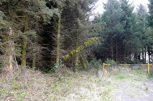 Photo 6"x4" Entrance to Been forest Connolly c2010