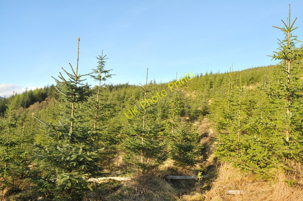 Photo 6"x4" Young trees in Inverawe Forest Bridge of Awe c2010