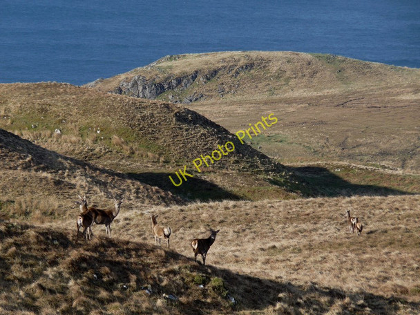 Photo 6"x4" Red deer alert Beinn Bhuidhe\/NM5662 c2010