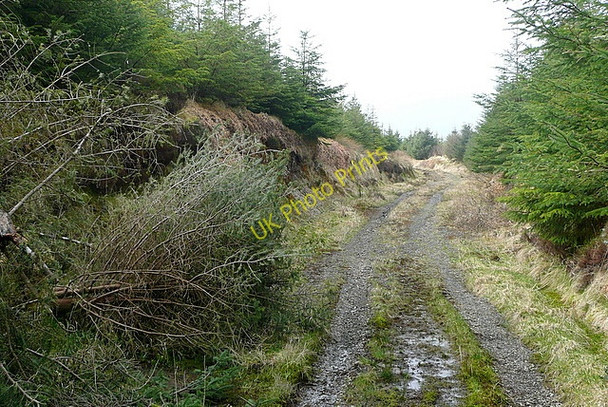 Photo 6"x4" Forestry track at Boolinrudda Connolly c2010